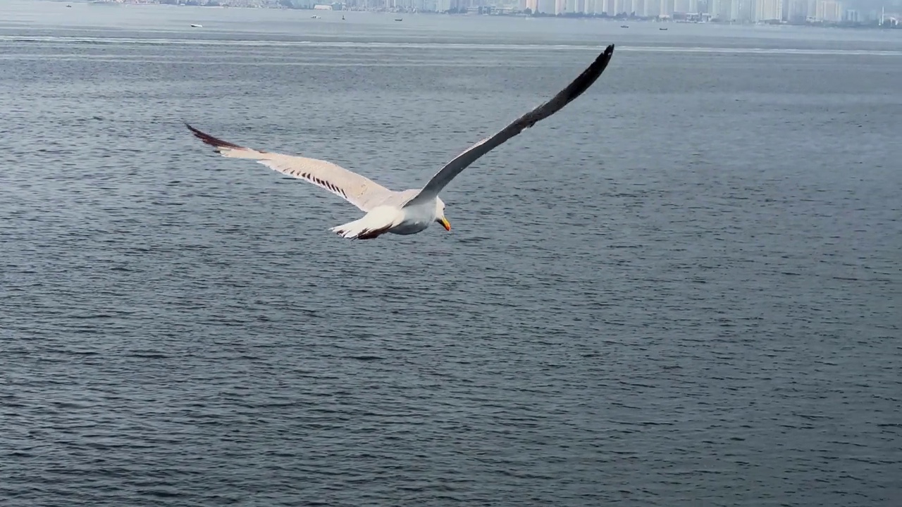 鸟动物海鸥飞翔视频素材