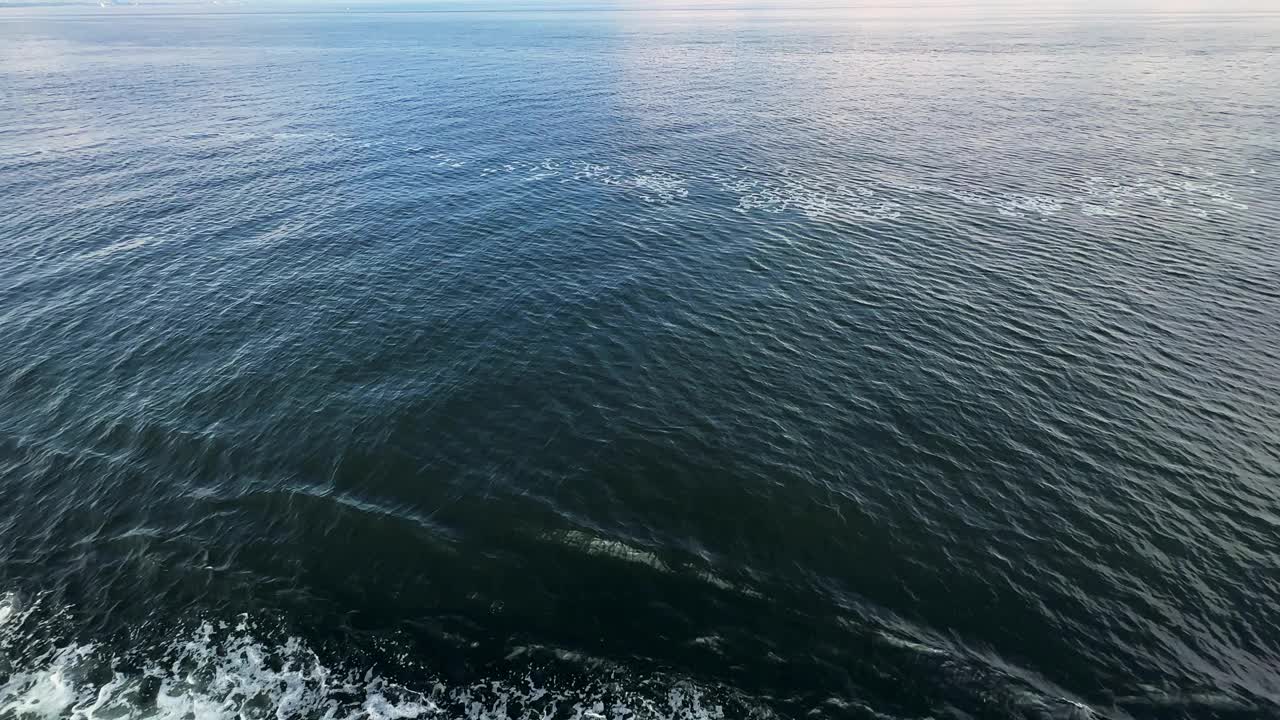 鸟动物海鸥飞翔视频素材