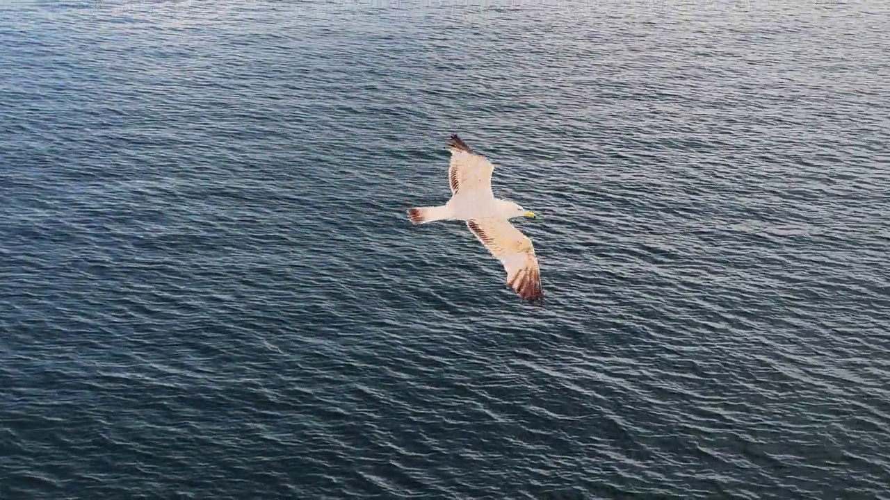 鸟动物海鸥飞翔视频素材