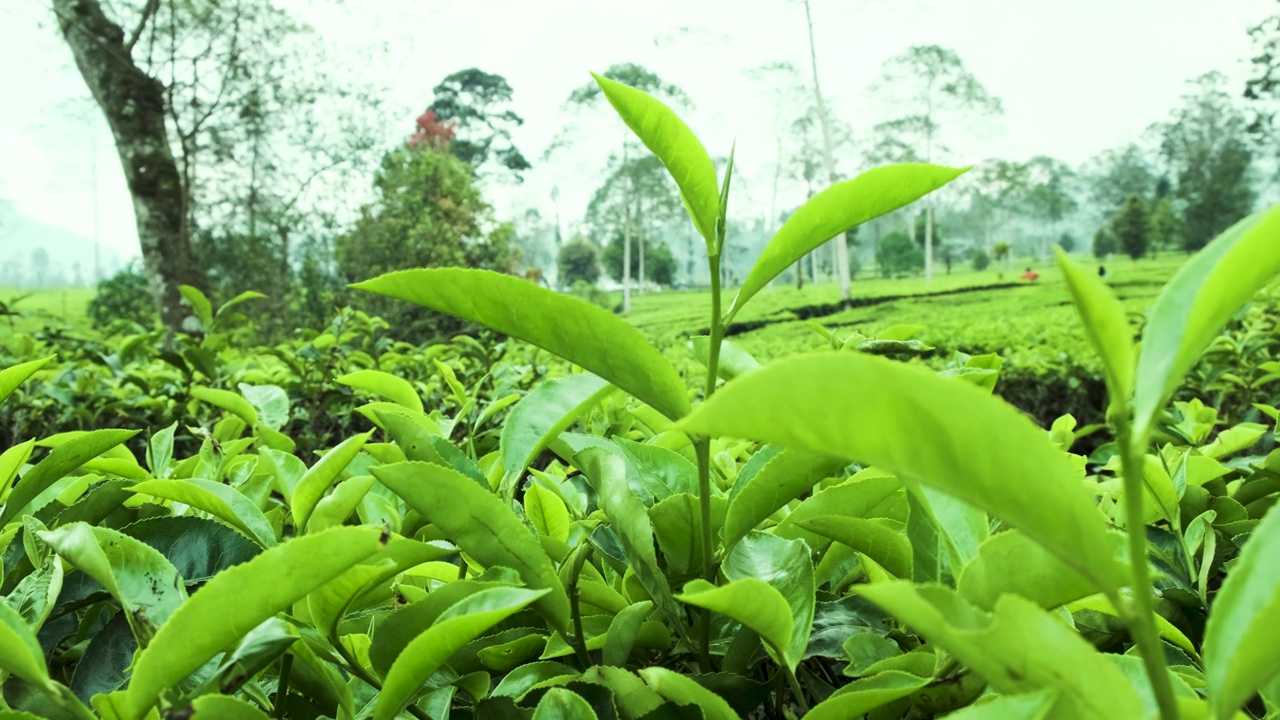 茶园里的茶苗随风摇曳视频下载