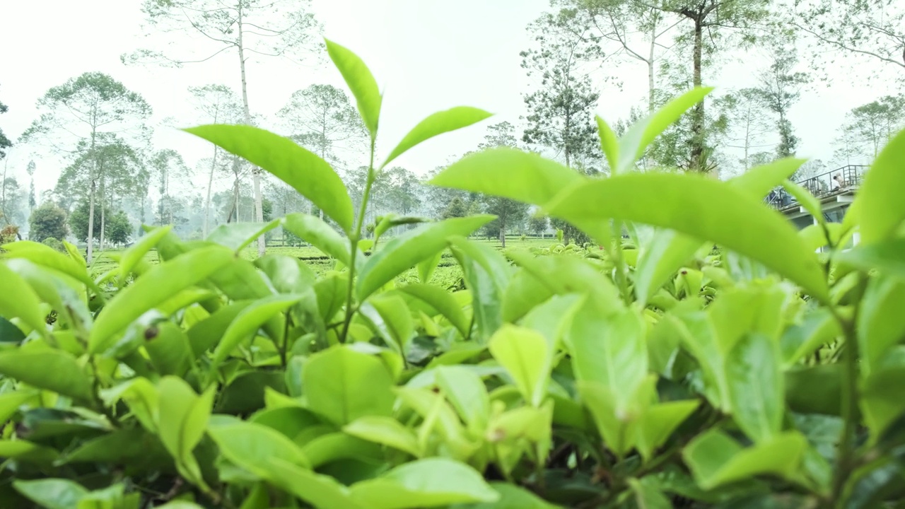 用轨道相机运动拍摄茶园茶苗的特写视频下载