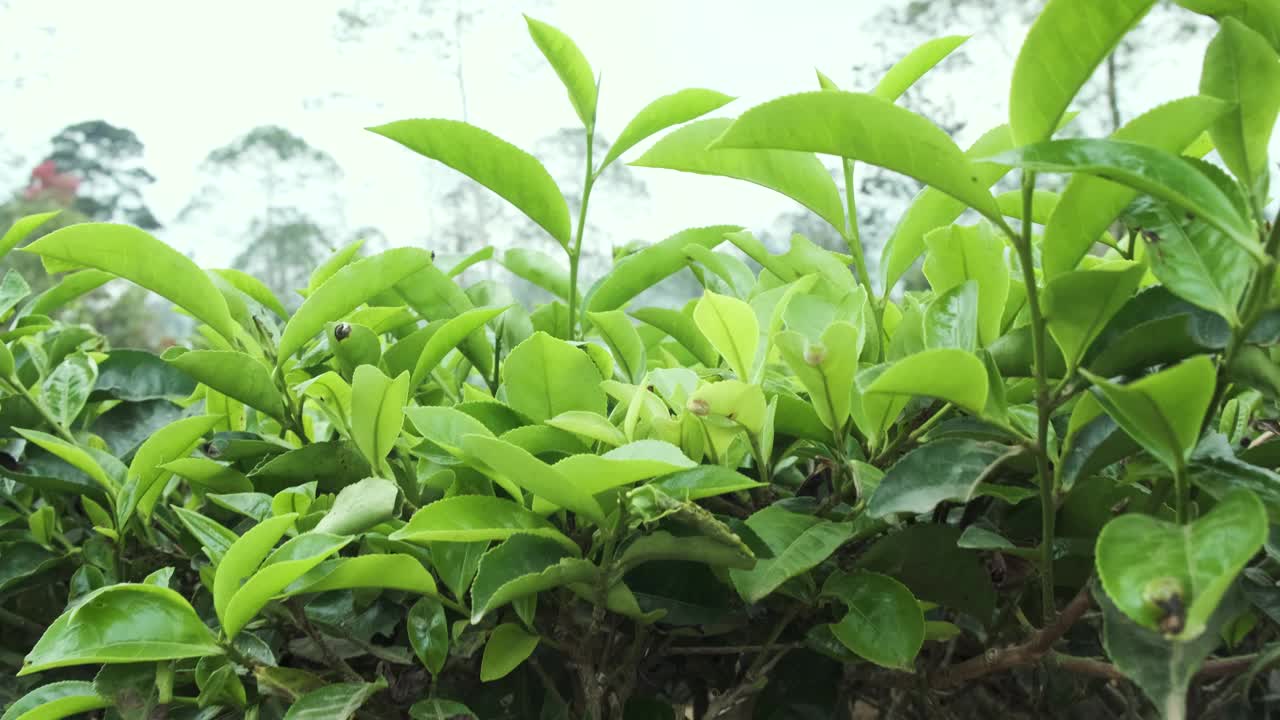 茶园拍摄的茶叶特写镜头视频素材