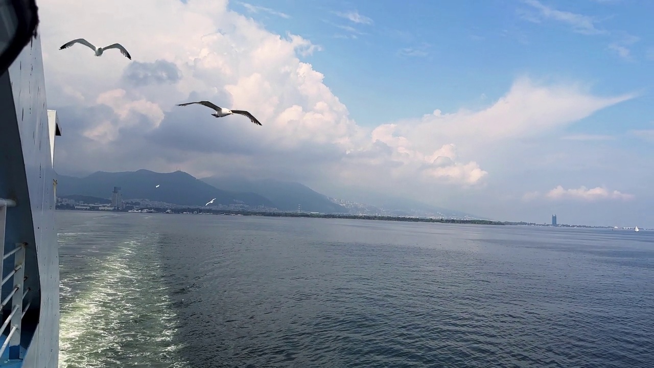 鸟动物海鸥飞翔视频素材