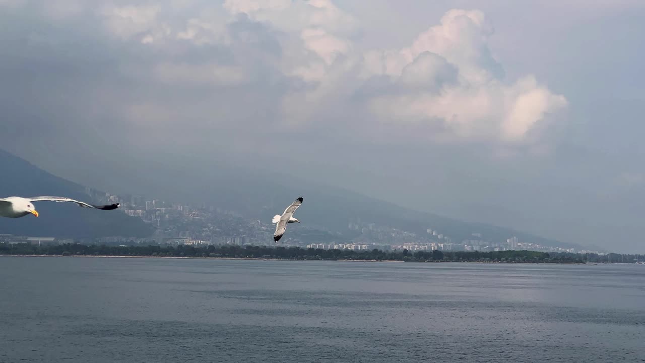 鸟动物海鸥飞翔视频素材