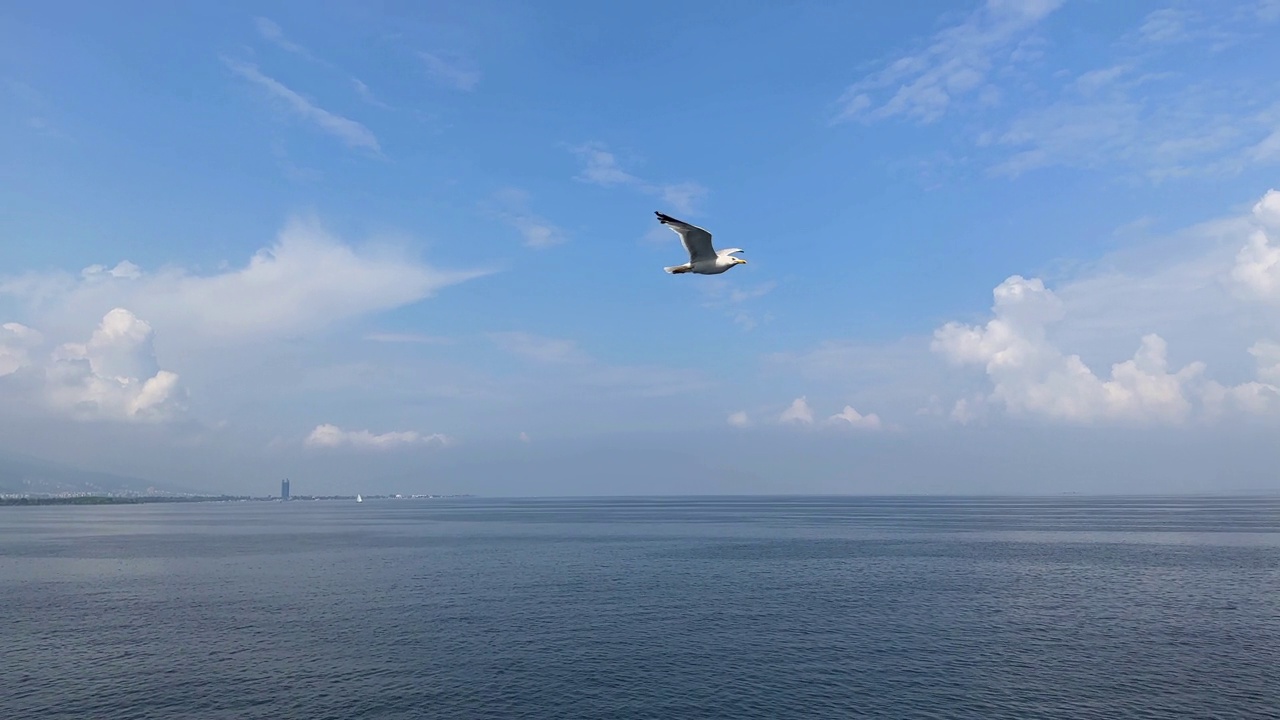 鸟动物海鸥飞翔视频素材