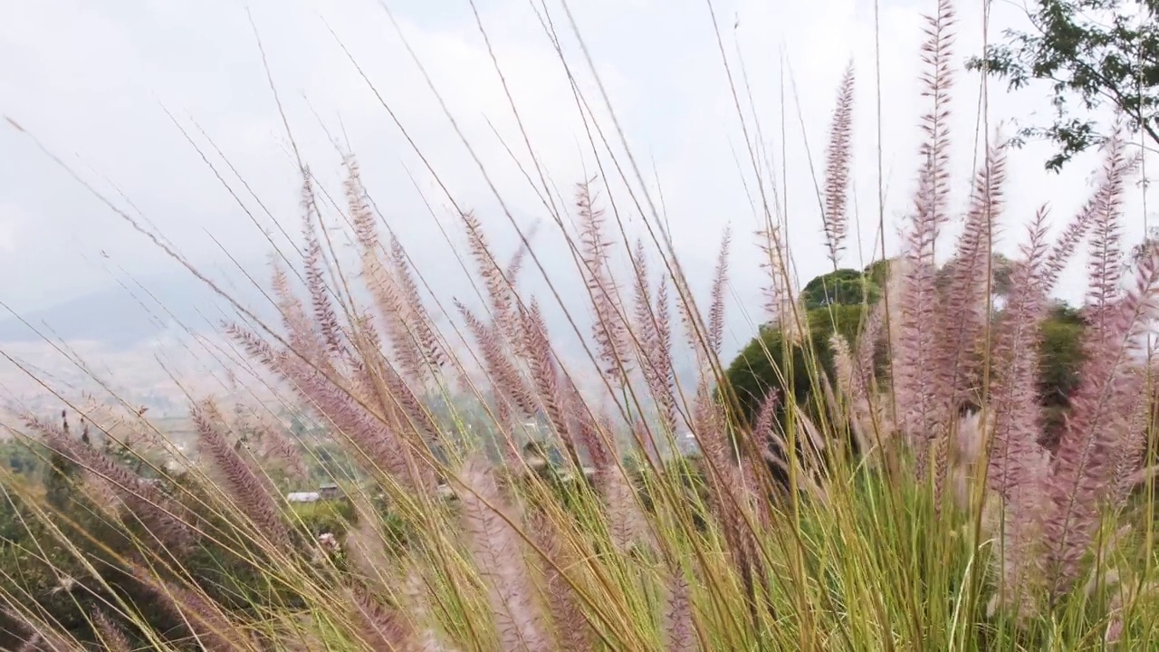 狼尾草泉草在风中轻轻摇曳视频下载