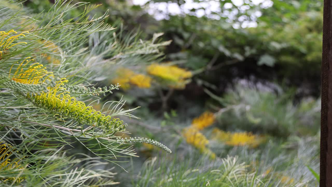 台湾葛兰植物与蜜蜂寻找花蜜视频素材