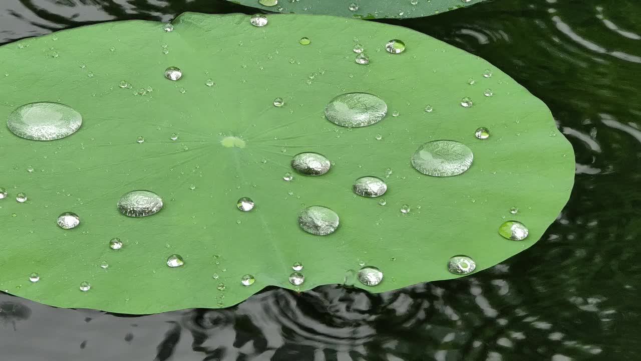 雨天雨点聚集在荷叶上，疏水效果，疏水叶片视频下载