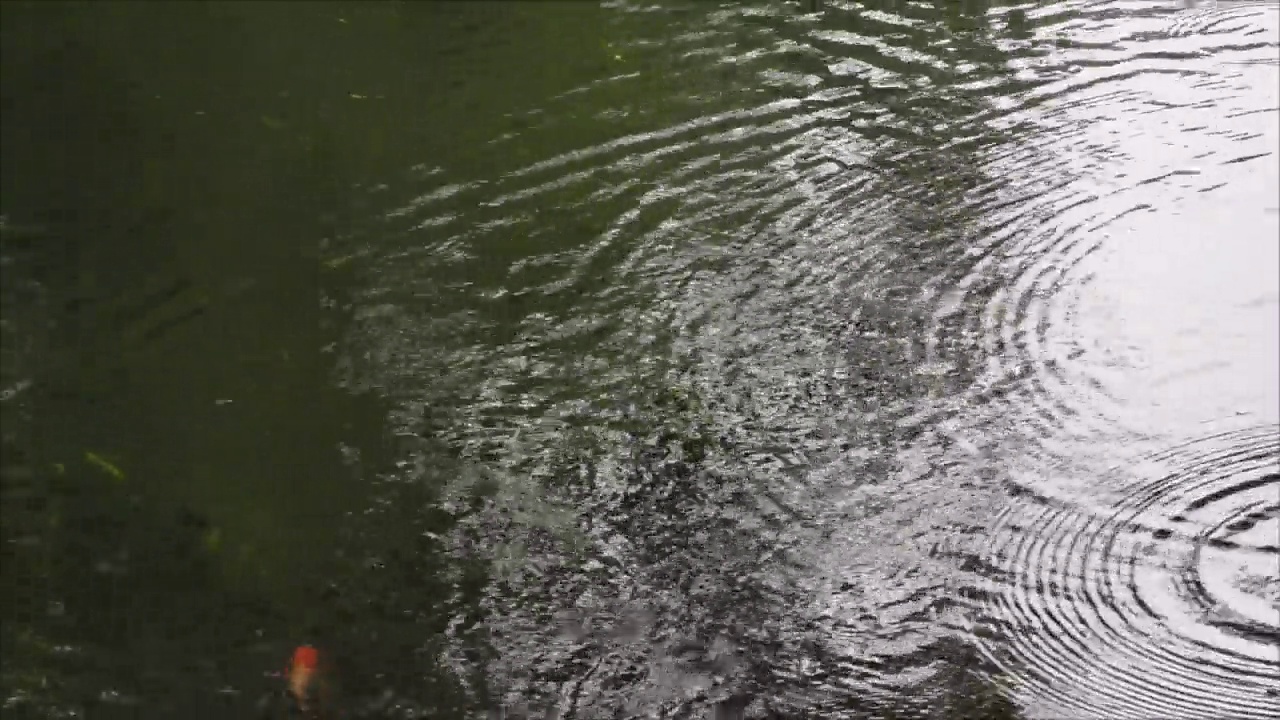 池塘水的涟漪和波浪纹理与雨滴和锦鲤鱼视频视频下载