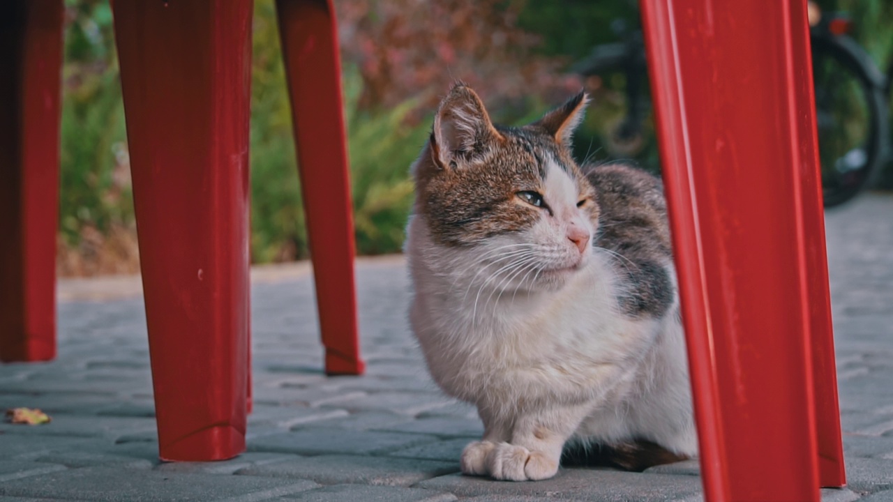 流浪猫躺在公园的秋叶上视频素材