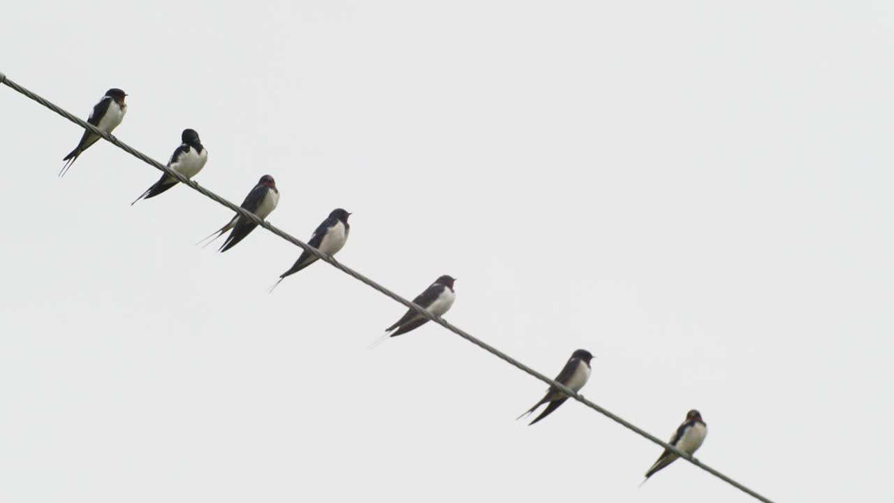 一群燕子坐在电线上。谷仓燕子或Hirundo Rustica，也叫马丁。受惊的燕子从电线上起飞。鸟儿在天空的背景中飞翔。迁徙鸟类。慢动作，慢动作视频素材