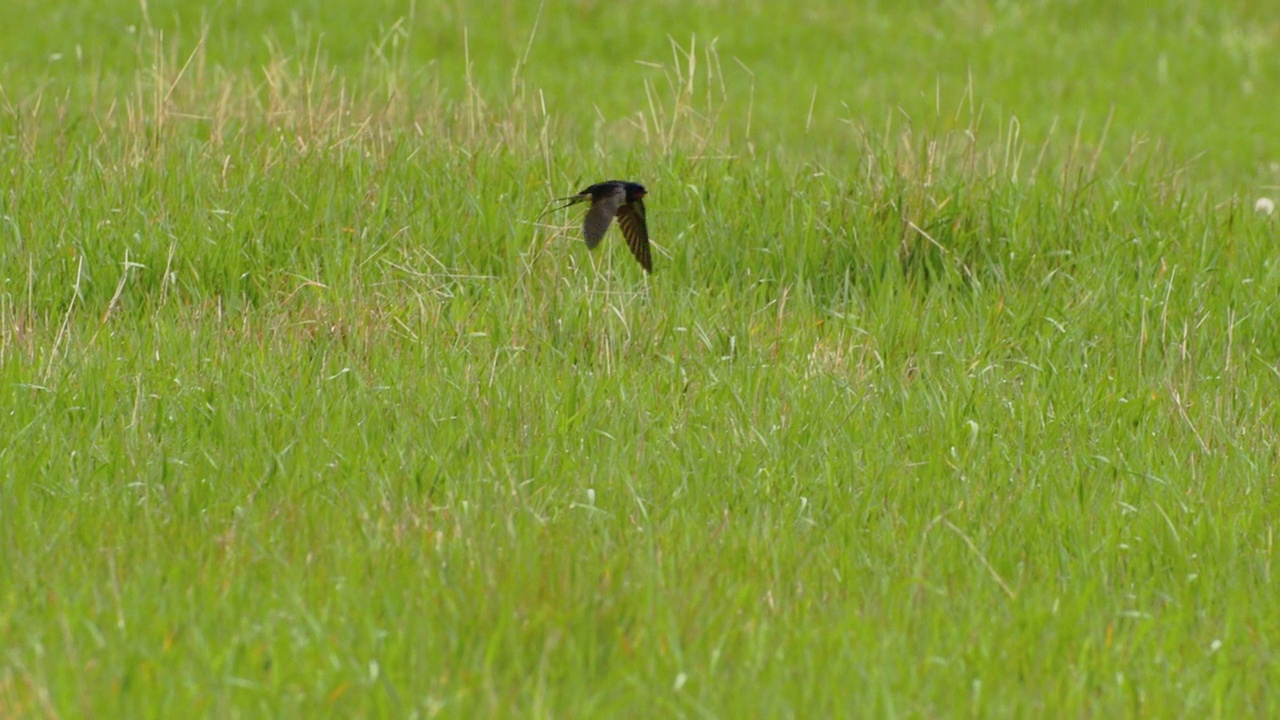 谷仓燕子或Hirundo Rustica，也叫马丁。谷仓燕子优雅地飞过绿色的草地。神奇的鸟飞。谷仓里的燕子飞过张开翅膀的牧场。慢动作，慢动作视频素材