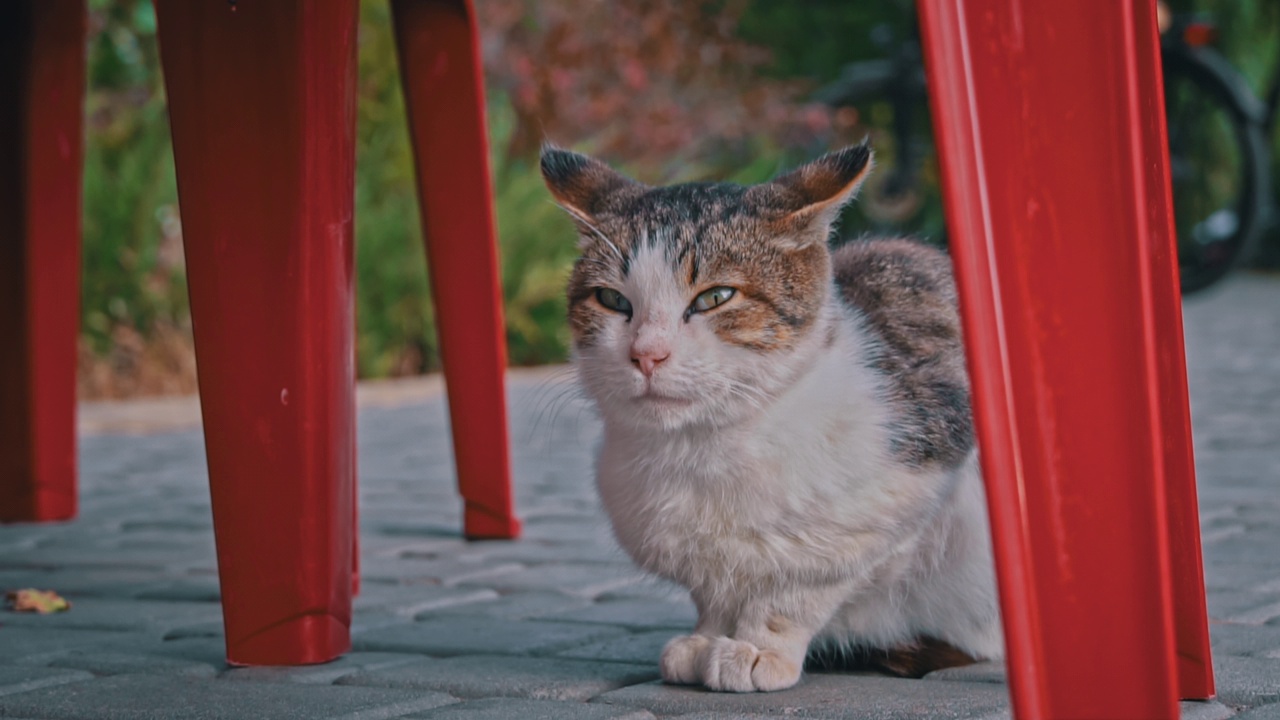 流浪猫躺在公园的秋叶上视频素材