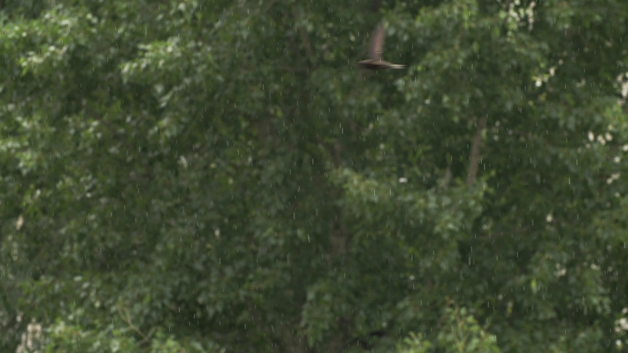 谷仓燕子或Hirundo Rustica，也叫马丁。谷仓里的燕子在雨中飞翔。神奇的鸟飞。谷仓里的燕子在雨中展翅。慢动作，慢动作视频素材