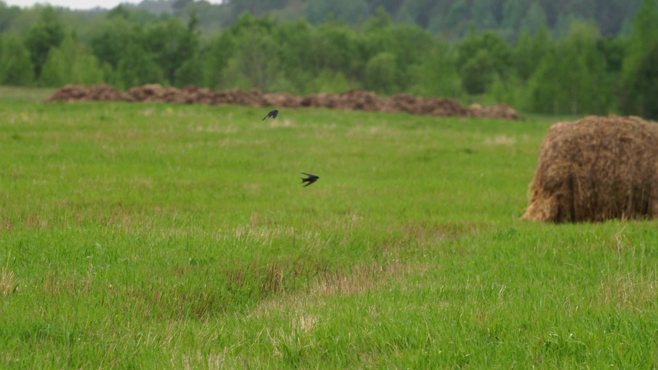 谷仓燕子或Hirundo Rustica，也叫马丁。谷仓里的燕子优雅地飞过绿色的草地。谷仓里的燕子飞过夏天的牧场，张开了翅膀。马丁从场上起飞视频素材