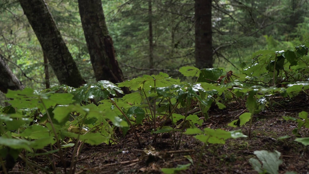 下雨时森林的美丽景色视频下载