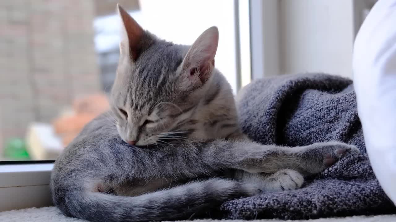 漂亮的灰色欧洲小猫舔着自己，洗着自己，坐在窗边舒适的地毯上视频素材