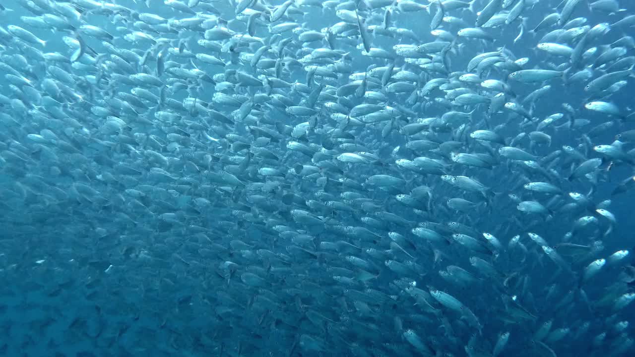 大量的鱼优雅地通过海洋深处移动-水下拍摄视频素材