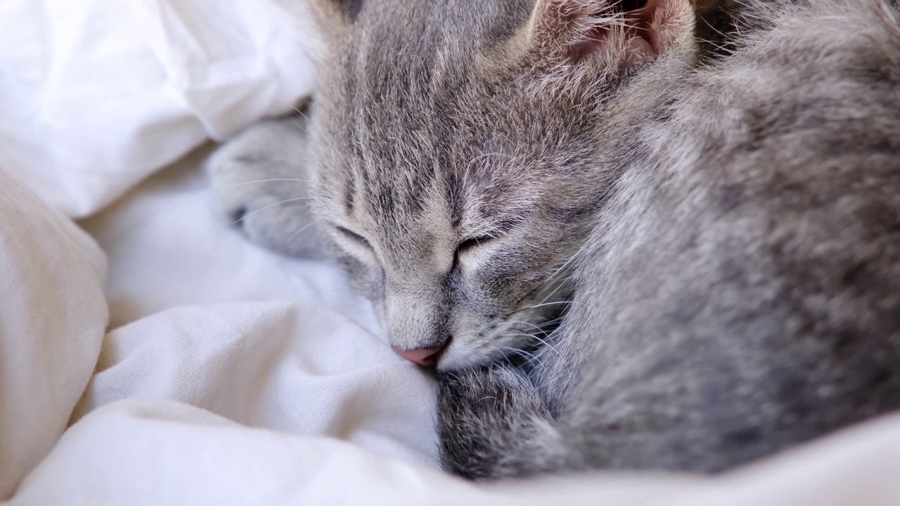 漂亮的灰小猫躺在家里的床上视频素材