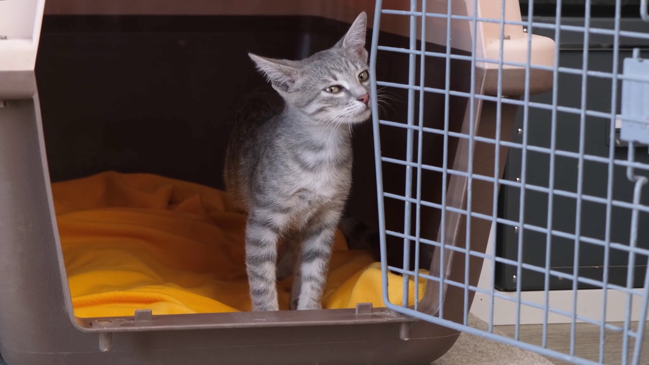 可爱的灰色小猫在舒适明亮的客厅里嗅着宠物床上的宠物盒子视频素材