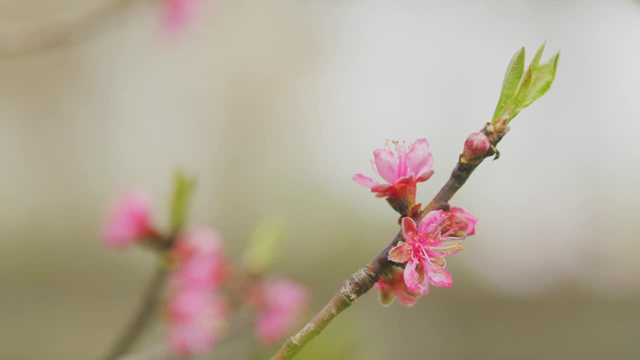 粉红色杏花在蓝色模糊的背景。粉红色的花春天景观与盛开的粉红色树。关闭了。视频素材