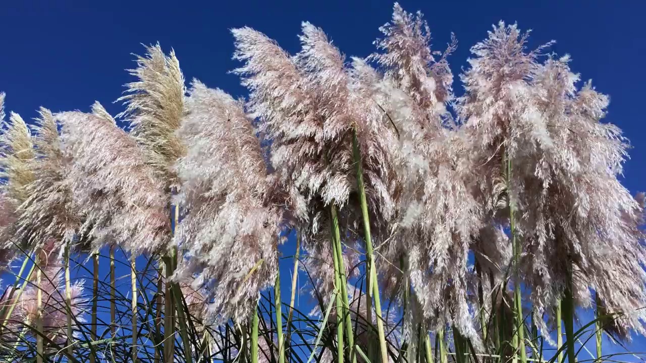 潘帕斯草原的草在秋天迎风而生视频素材