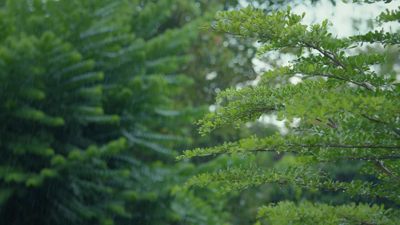 雨滴从热带森林的绿叶上滴落下来。视频素材