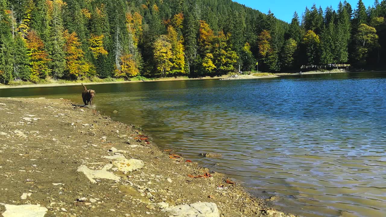 巧克力拉布拉多在水里散步。一只狗在峡谷的山间湖水中。视频下载