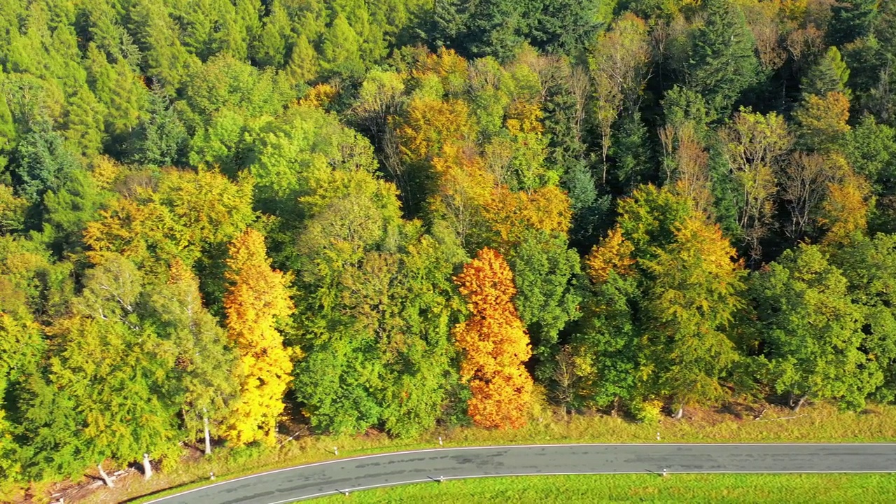从森林边缘俯瞰，沿着灰色柏油路穿过落叶林区，树木呈秋色视频素材