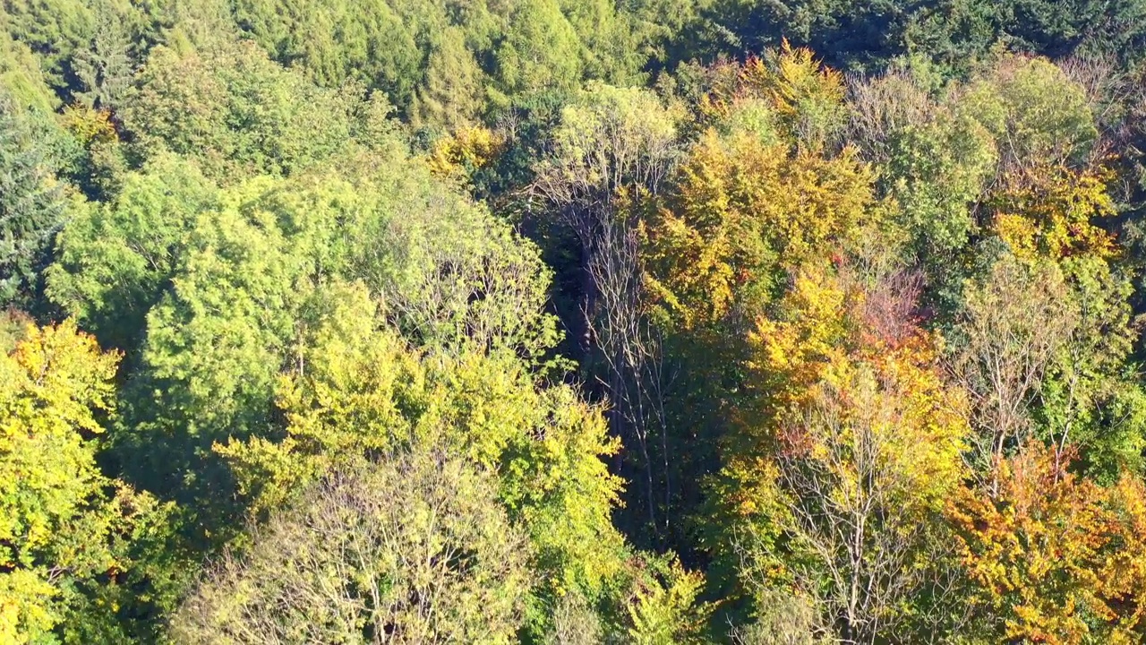 鸟瞰飞向榆林边缘，树上挂着秋叶视频素材
