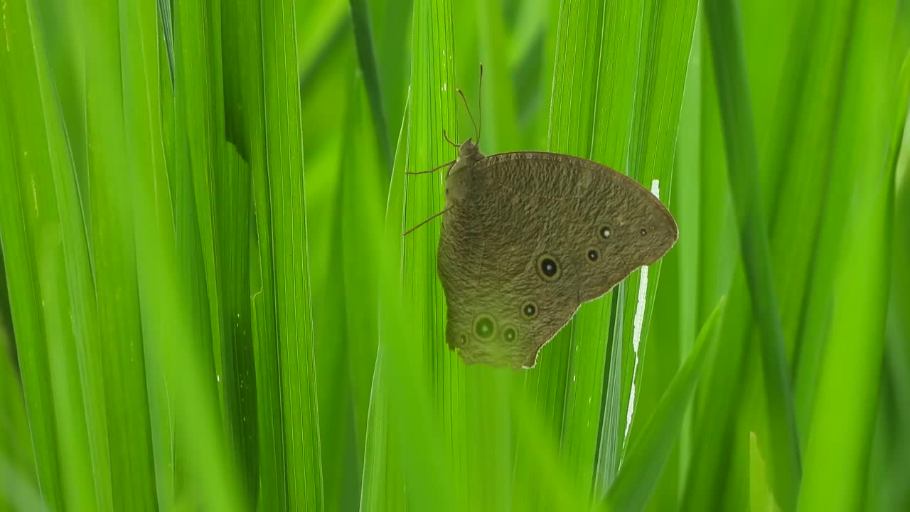 蝴蝶在稻草视频素材