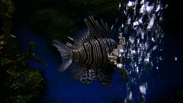 狮子鱼在水族馆视频素材