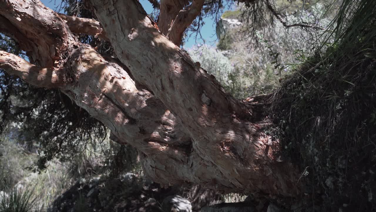 在秘鲁华斯卡兰的科迪勒拉白卡山脉的安第斯山脉上，一棵古老的弯曲的树矗立在拉古纳帕隆湖美丽的绿松石般的湖水旁，山顶和冰川被白雪覆盖视频素材