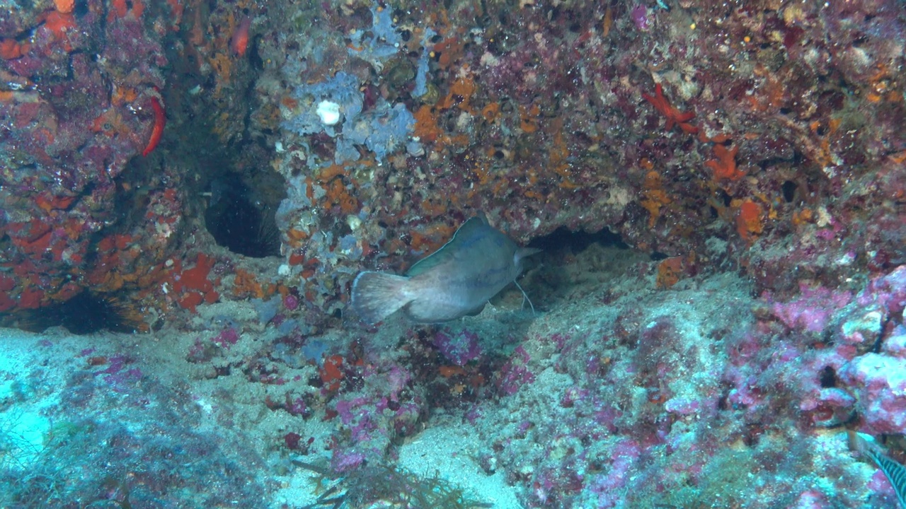 海洋生物——叉须鱼游向摄像机视频素材