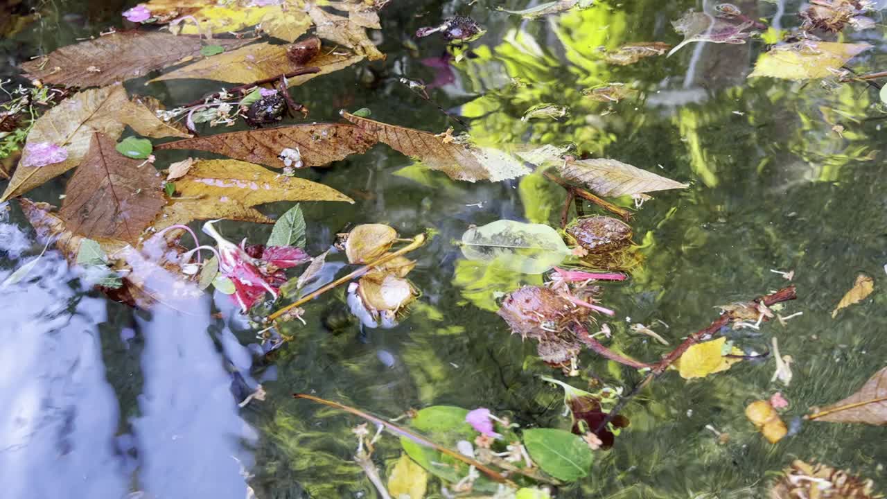 叶子和花漂浮在水面上视频素材