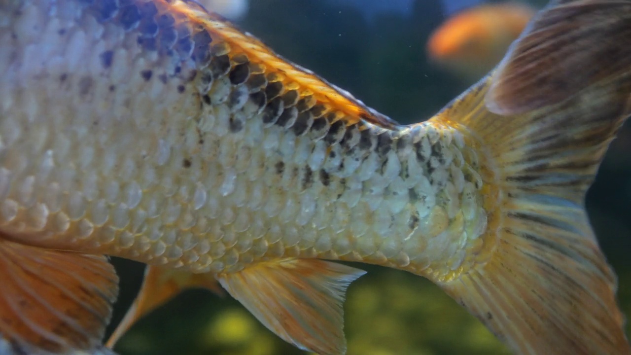 不同种类的鱼在动物园水族箱里游得很快视频下载