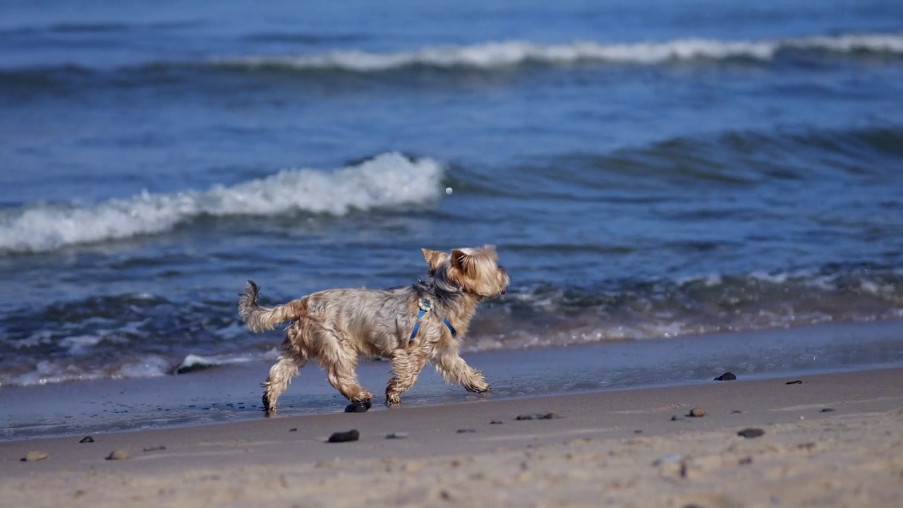 一只整洁的约克郡小猎犬沿着海边的海滩奔跑视频素材