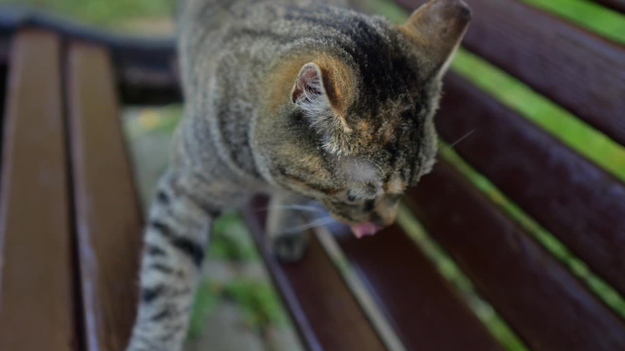 可爱的大猫饶有兴趣地嗅着公园里的木凳视频下载