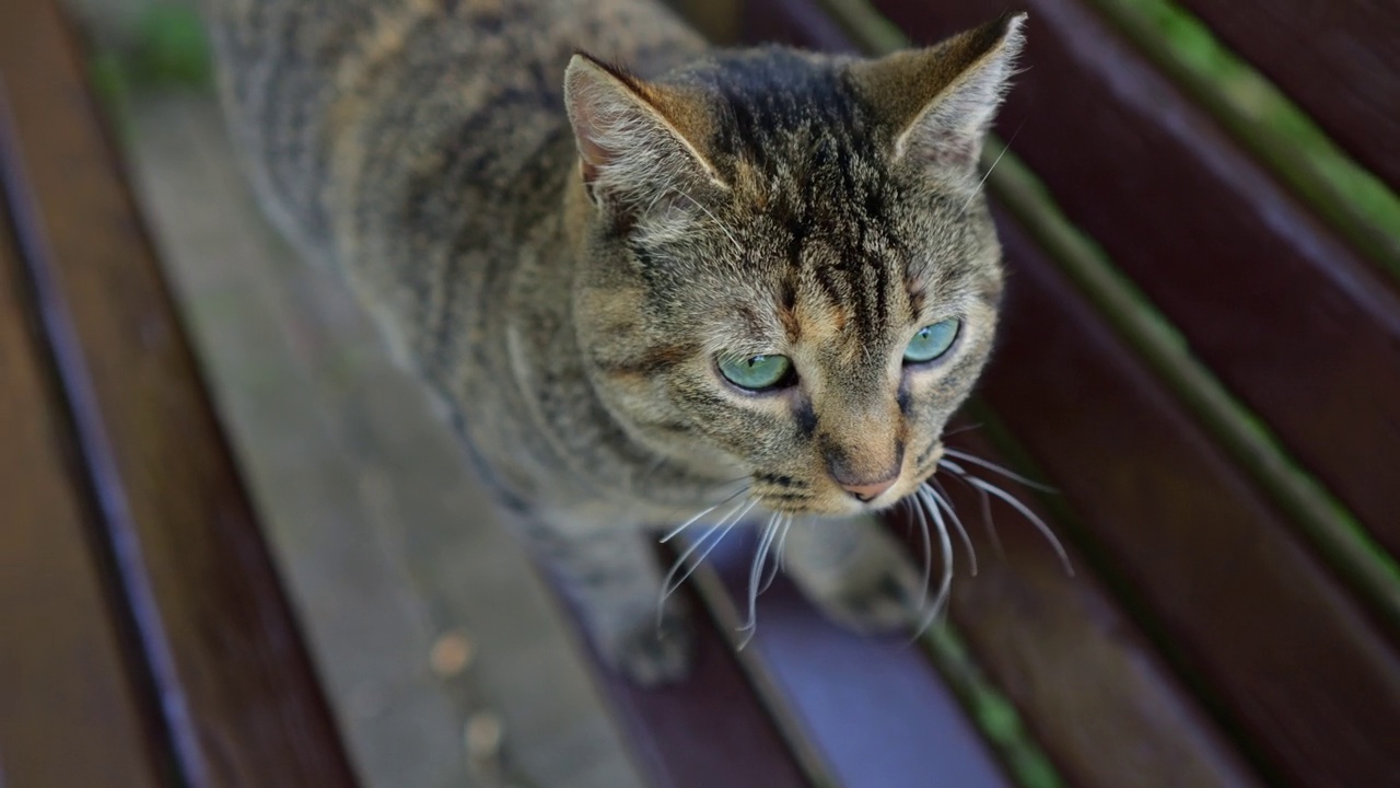 在公园里，可爱的大猫受到人们的爱抚视频下载