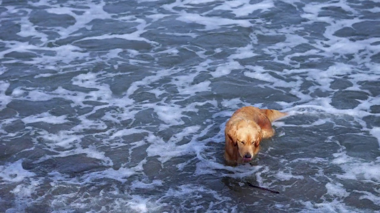 金毛猎犬在海里游泳，在水里嬉戏跳跃视频素材