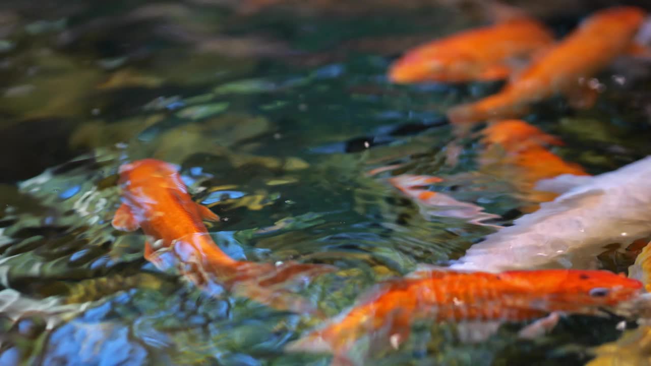 丰富的色彩鲜艳的鲤鱼在水中游泳视频下载