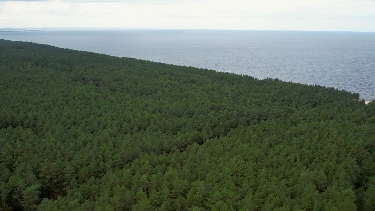 绿色茂密的松林在海岸与海洋。视频素材