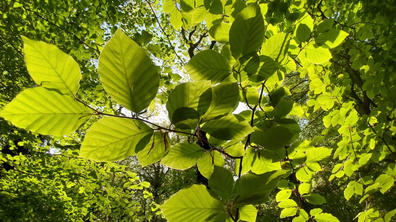 温暖的阳光透过生机勃勃的绿色新叶林间空地闪闪发光视频素材