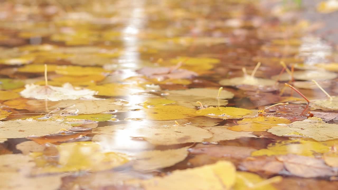 黄色的落叶在水中，变换着季节。黄金的秋季视频素材