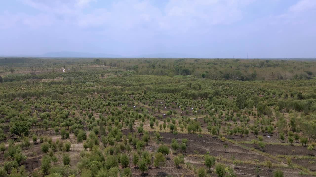 印度尼西亚沃诺萨里桉树种植园的全景航拍图像。视频素材