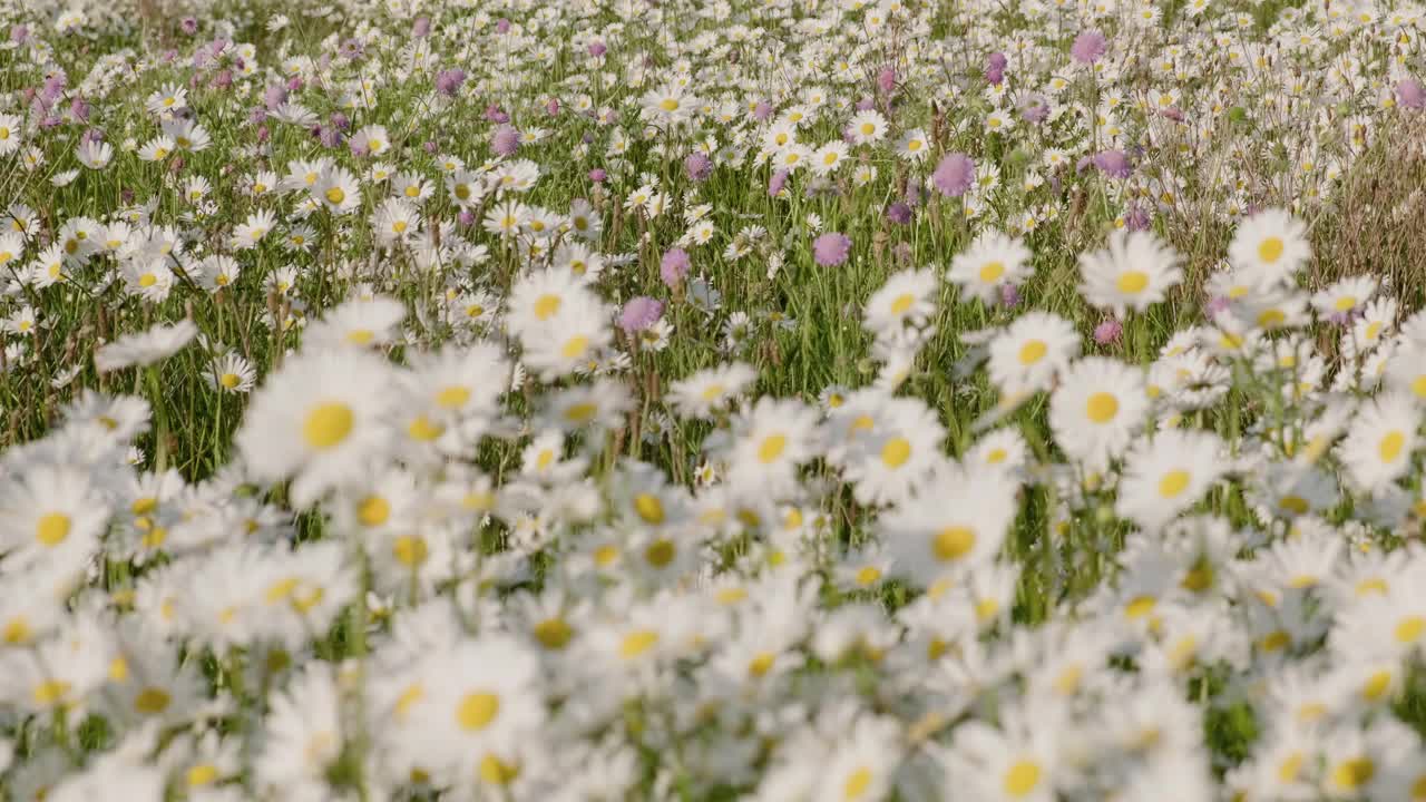 玛格丽特雏菊，丁香田，枯萎的野花摇曳在草地上视频素材