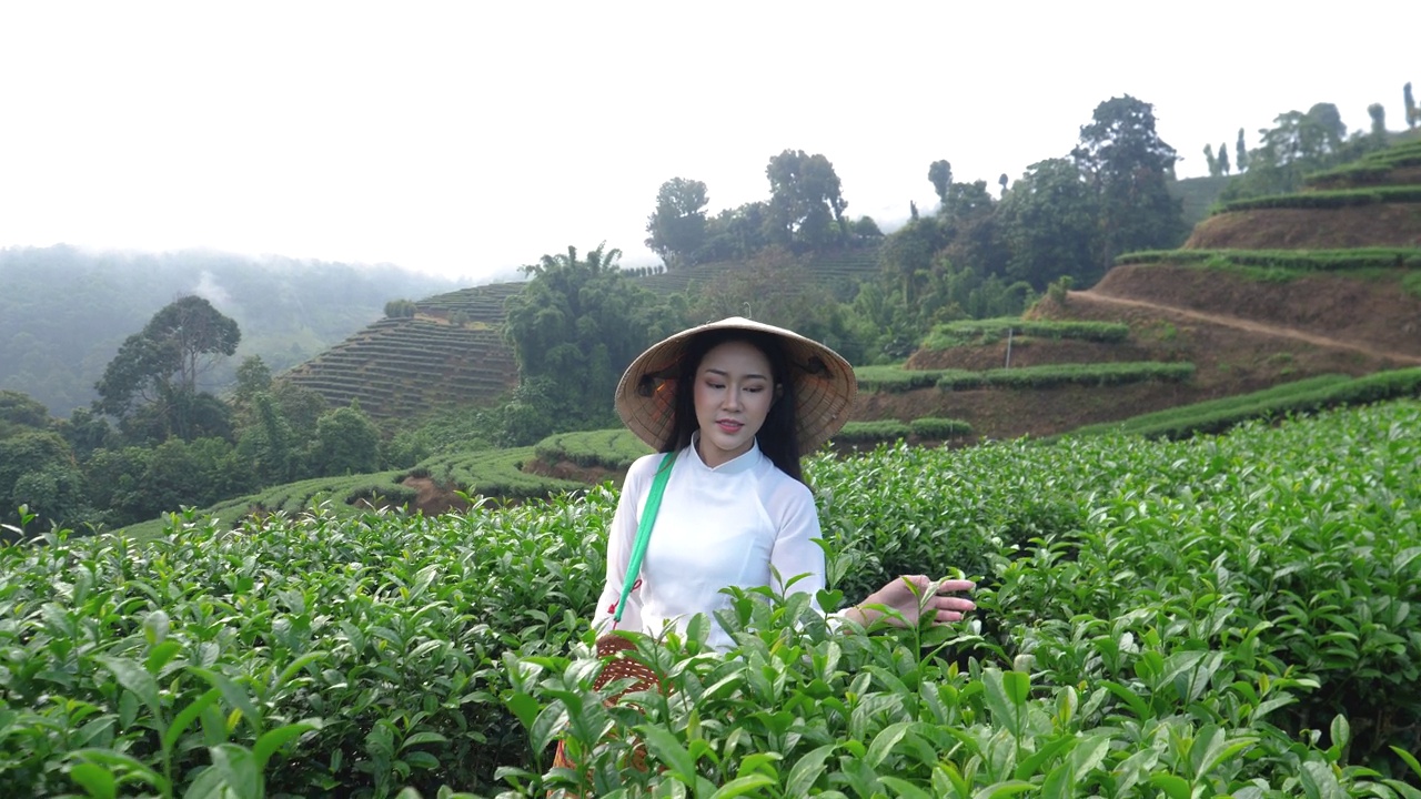 在茶园里，一位亚洲美女穿着越南传统的白色连衣裙，用手触摸着新鲜的绿叶。视频下载