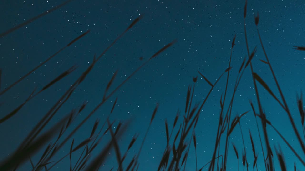 旋转背景。大麦地里的底景。夏季农业季节，4k超缩夜空中闪烁的星星和流星在小麦芽上留下的痕迹。旋转天空运动。延时，延时，延时视频素材