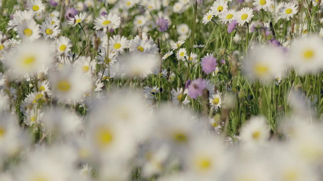 焦点转移，玛格丽特雏菊和丁香田烂漫的野花在草地上摇曳视频素材