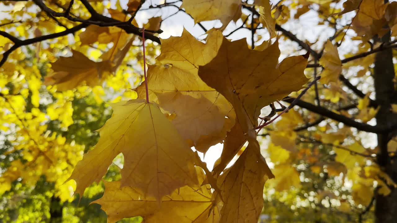 金色的枫叶在风中摇曳，背景是阳光。郁郁葱葱的秋叶在微风中摇曳。美丽多彩的秋天。视频素材